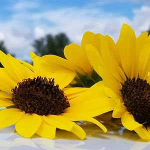 Meet your Posher, Hope